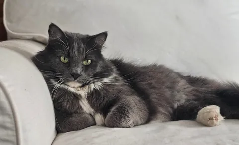 Why is my cat prettier than me?!