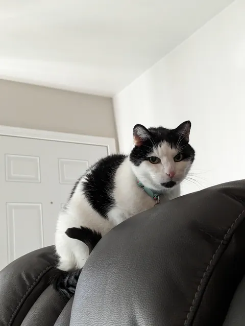 Rest easy my sweet prince