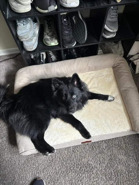 Thanks for checking in, I’d say he’s doing quite well! 3 months with my best friend. Time flies when you’re having fun!