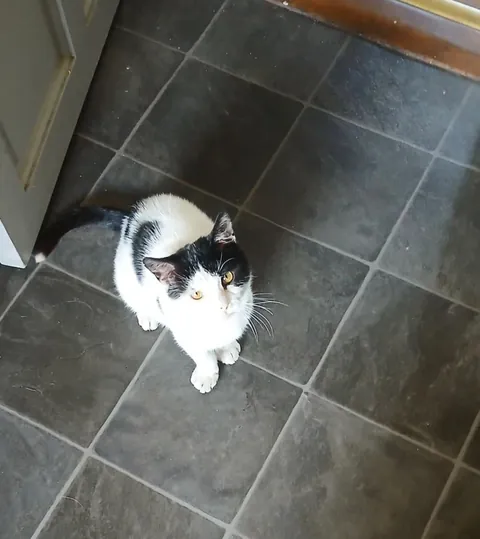 I took in a stray back in March and I bought him a bed last week, he absolutely loves it