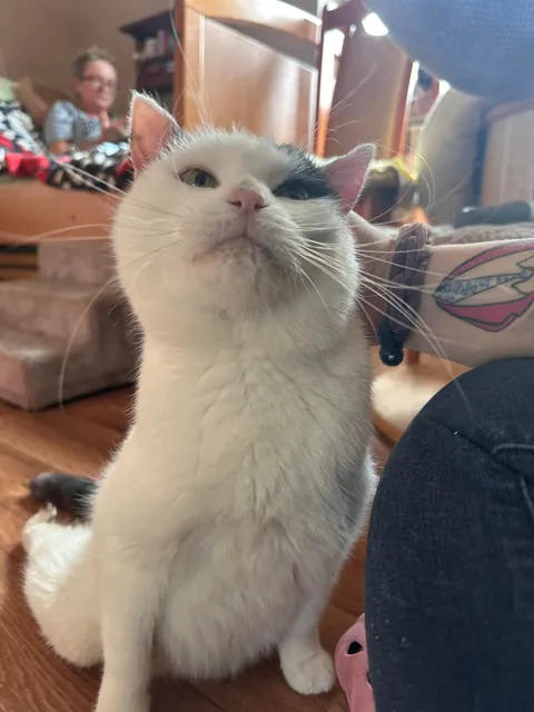 I volunteer at a cat hospice and it’s a place full of love