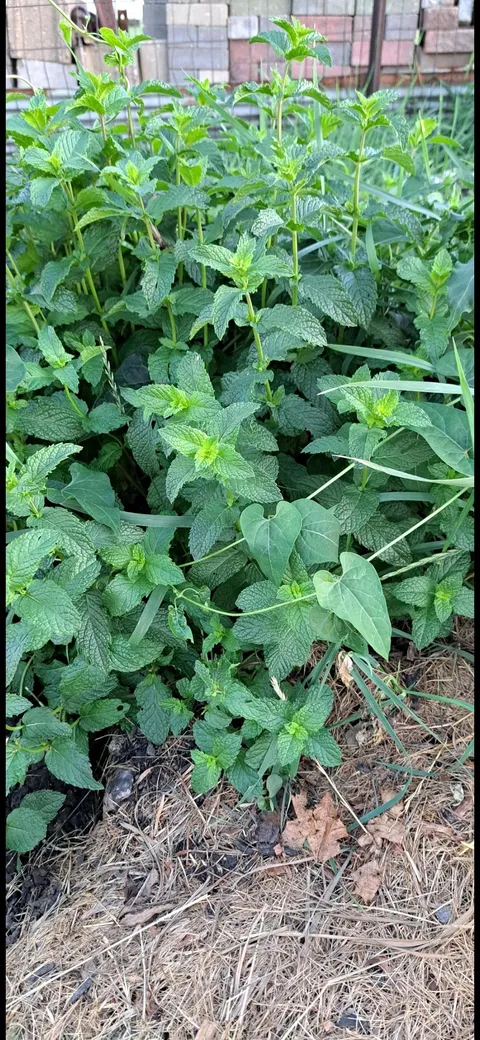 Can someone tell me what this is?