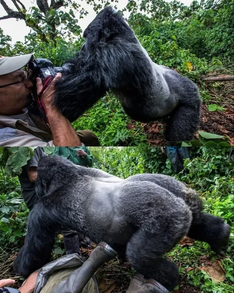 A gorilla punched him. He still got the shot