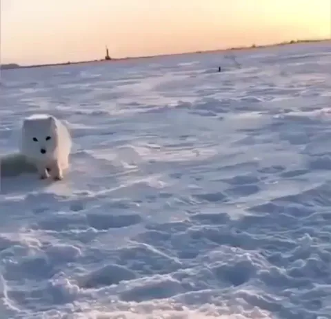 🔥 A skittish Arctic fox steals a fish from an ice fisherman