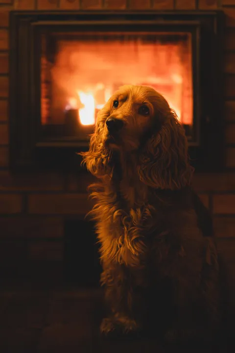 ITAP of my dog in front of a fireplace
