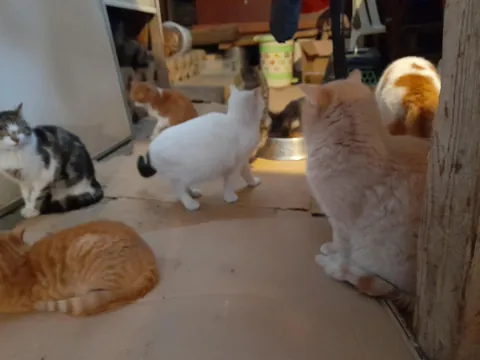 Mealtime for the rescue cats