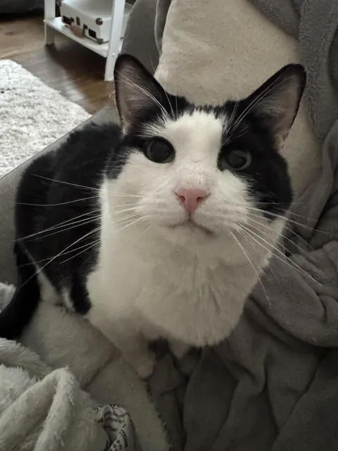 Would you consider this a tuxedo cat?
