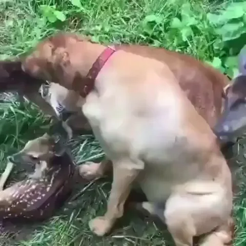 Doggo enjoying the company of fawns