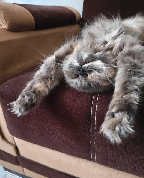 How she sleeps knowing she doesn't have to pay taxes