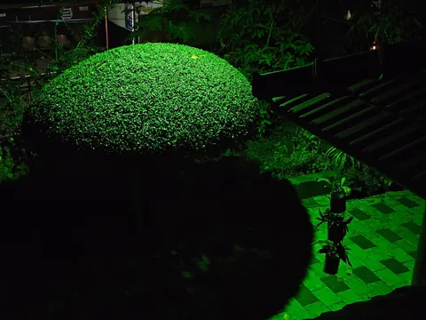 Dad spent almost 8 years transforming a random weed into this. Thought you guys might appreciate the effort.