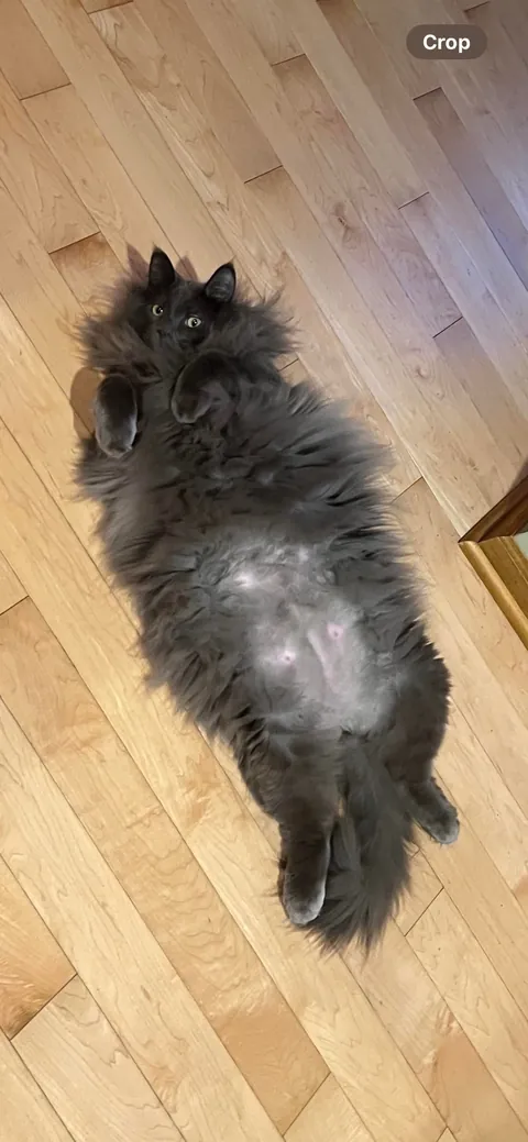 Send me photos of your cats please