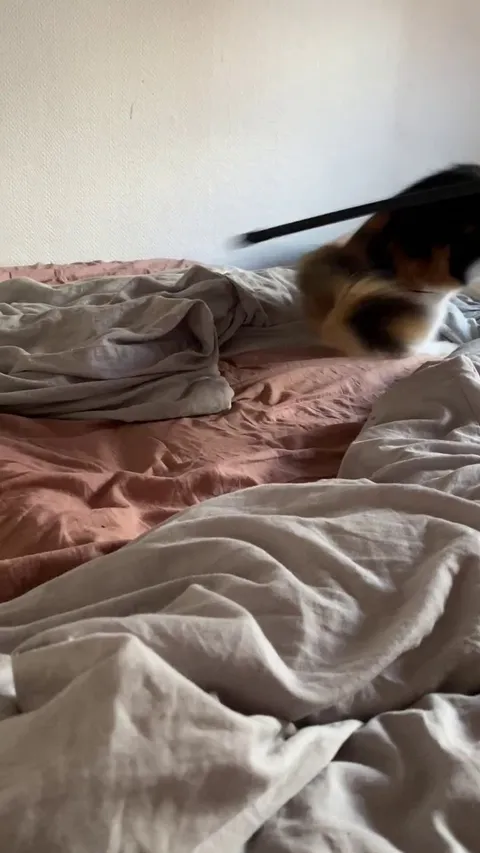 My cat pants like a dog when we play