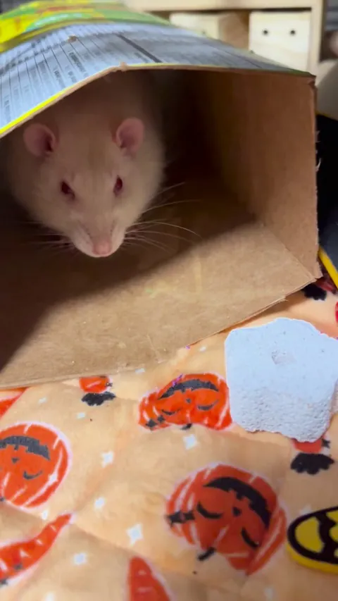 Is this normal?!?! He’s twitching a bit