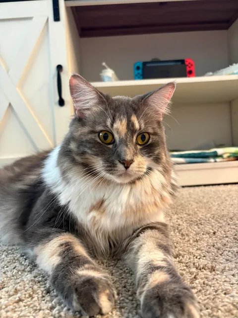 I think the groomer accidentally snipped my cats whiskers?