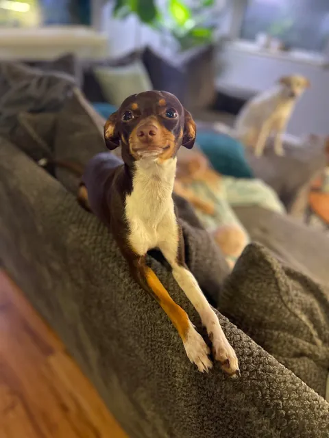 *Technically* Beans is a meerkat, and she only has 2 brain cells, but she’s real sweet so we decided to keep her