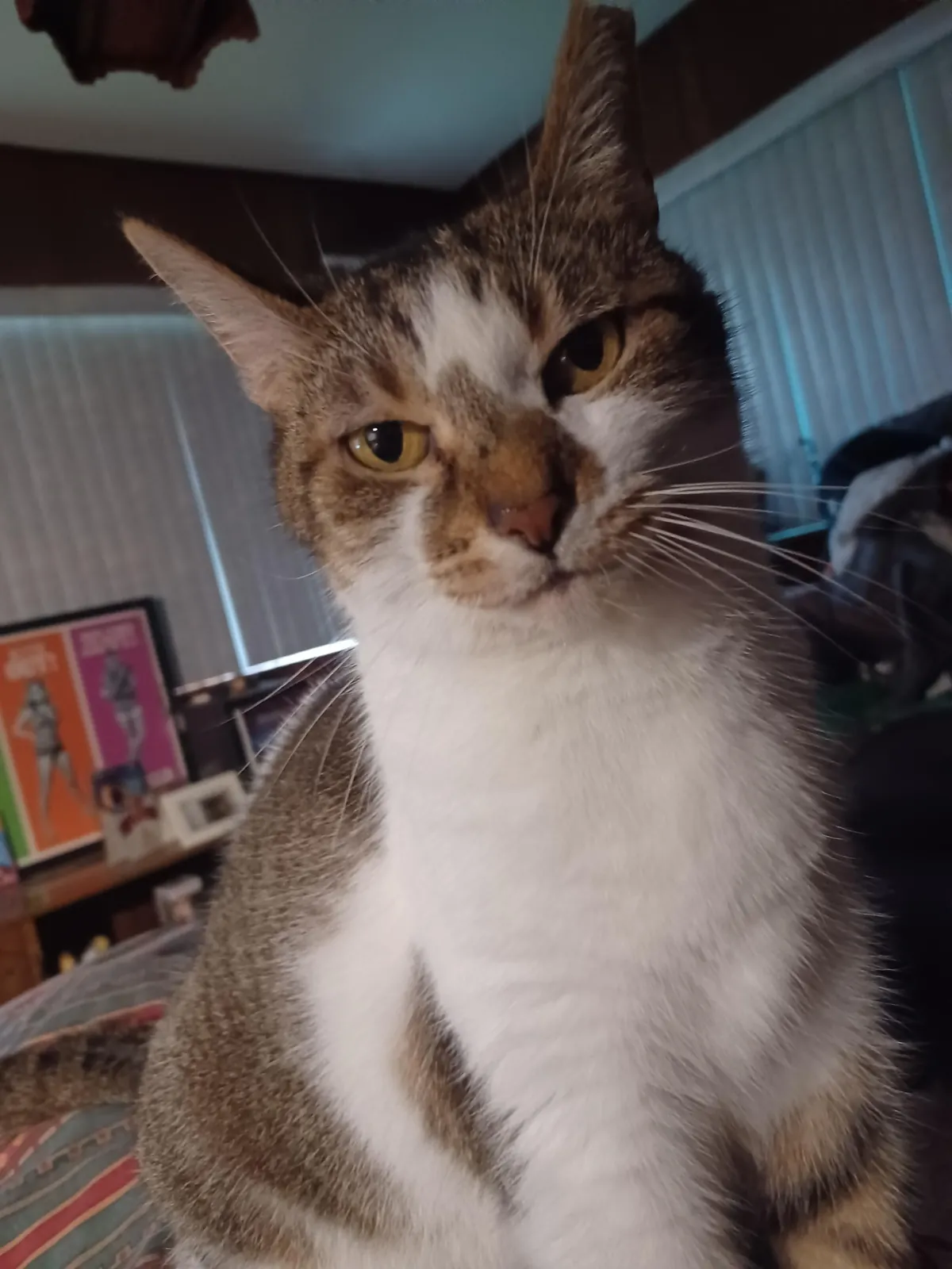 This is the look I get when I wake up late and she hasn't been fed.