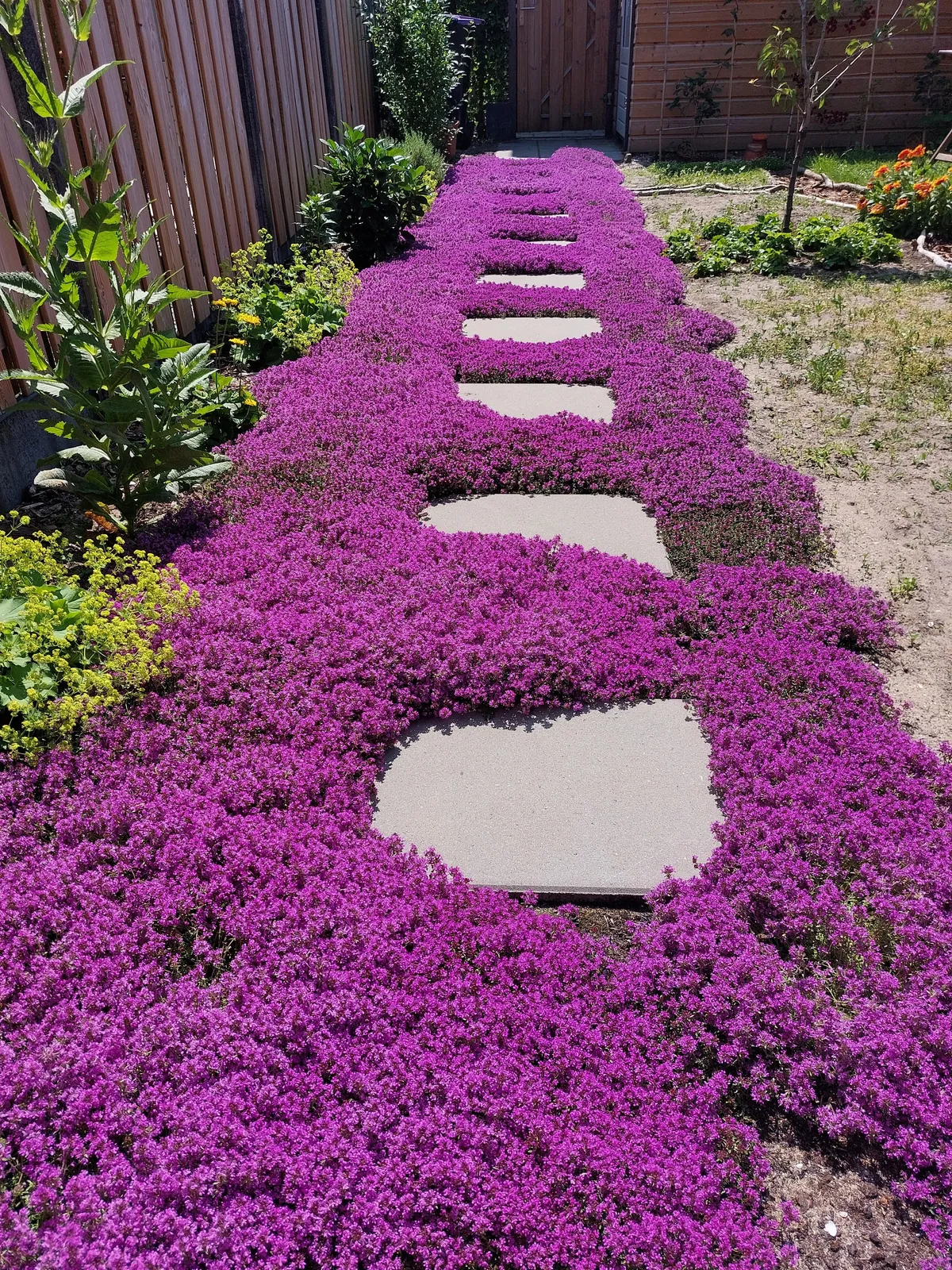 Our garden path transformation! Before &amp; after