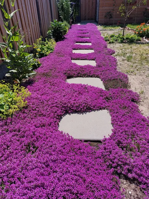 Our garden path transformation! Before &amp; after