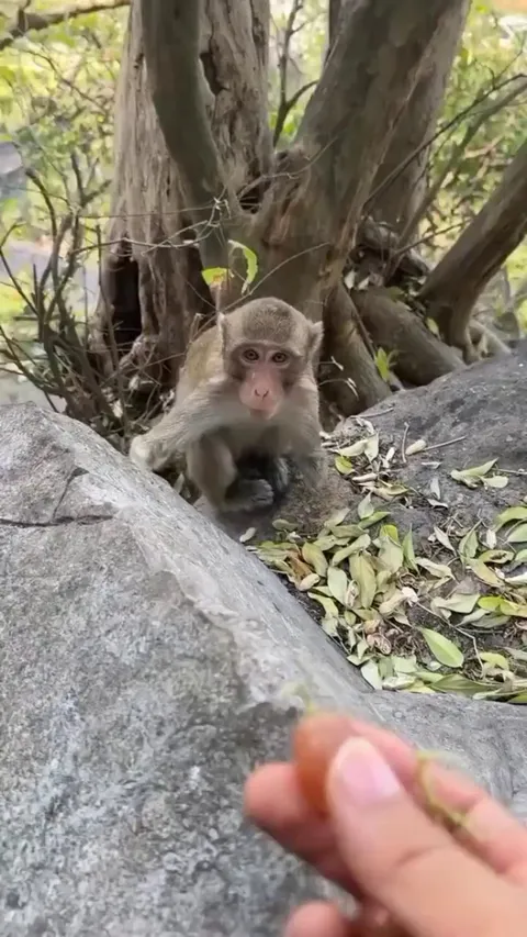 The way he feeds the other monkey is so wholesome