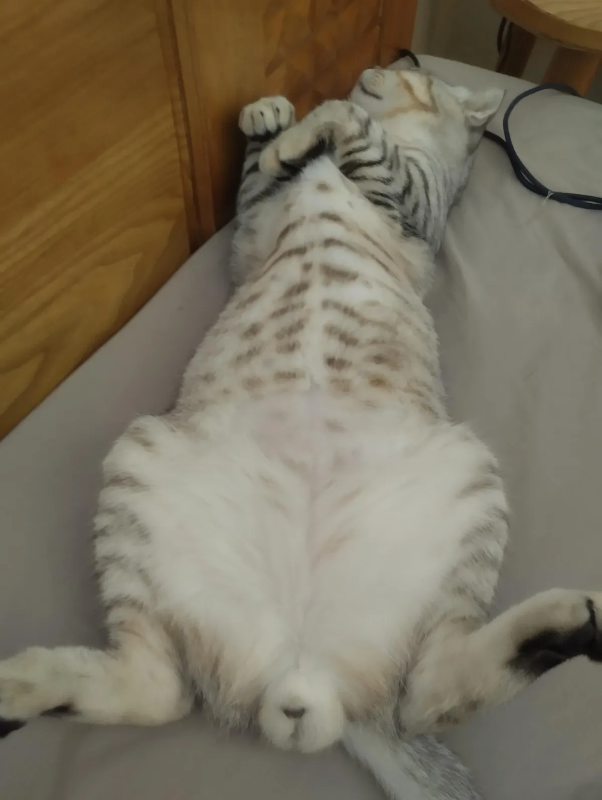 Is there anything wrong with my cat?