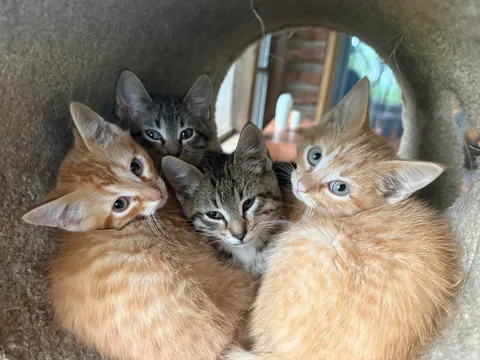 My sunroom/office/foster kitten room