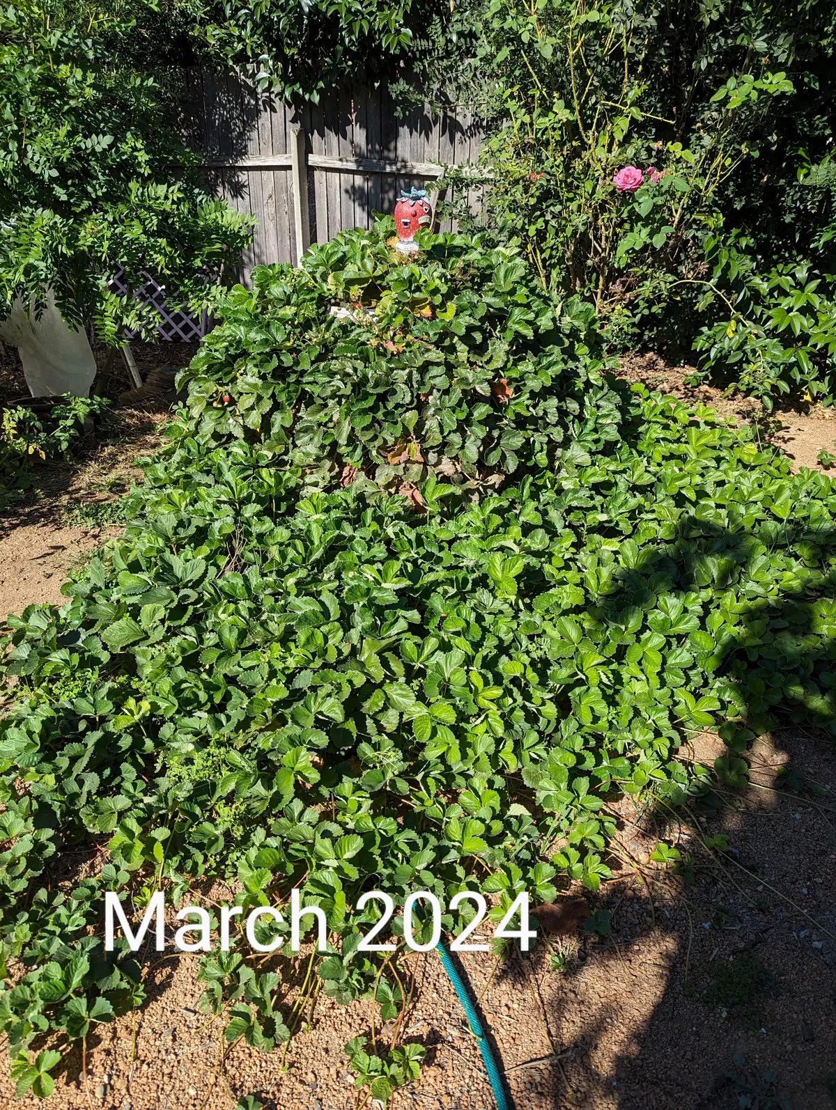 The strawberry pyramid 