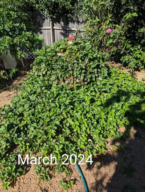 The strawberry pyramid 