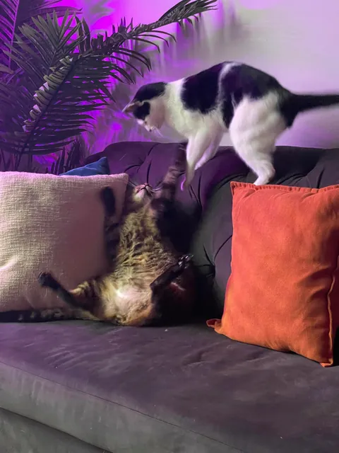 My cats once a year vs my cats normally 😂😂