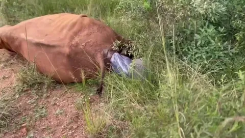 🔥 The Incredible Moment a Mother Rhino Welcomes Her Newborn