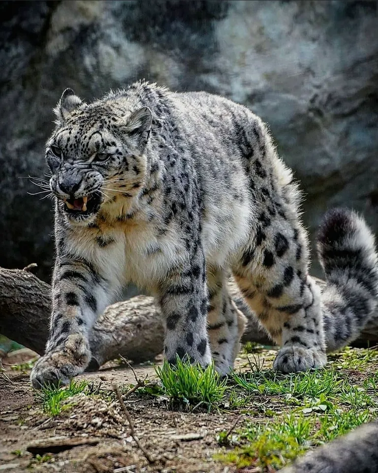 🔥 This Snow Leopard seems angry for some reason 🔥
