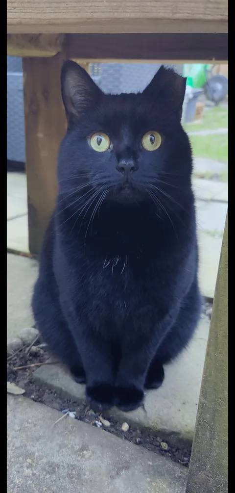 Enjoying his favourite box &lt;3