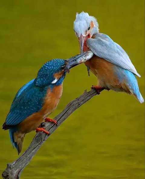 Kingfisher gifts his just captured fish to his wife
