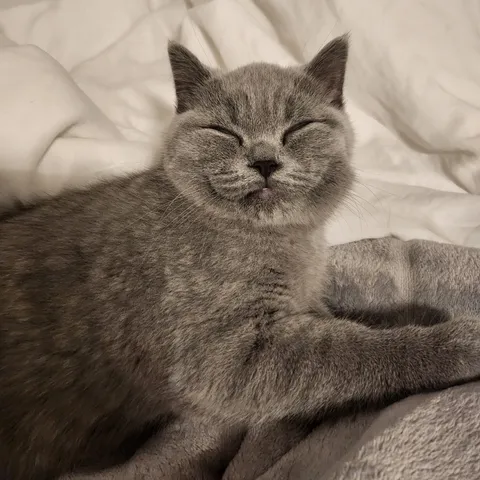 Our new kitten is 101% happy!