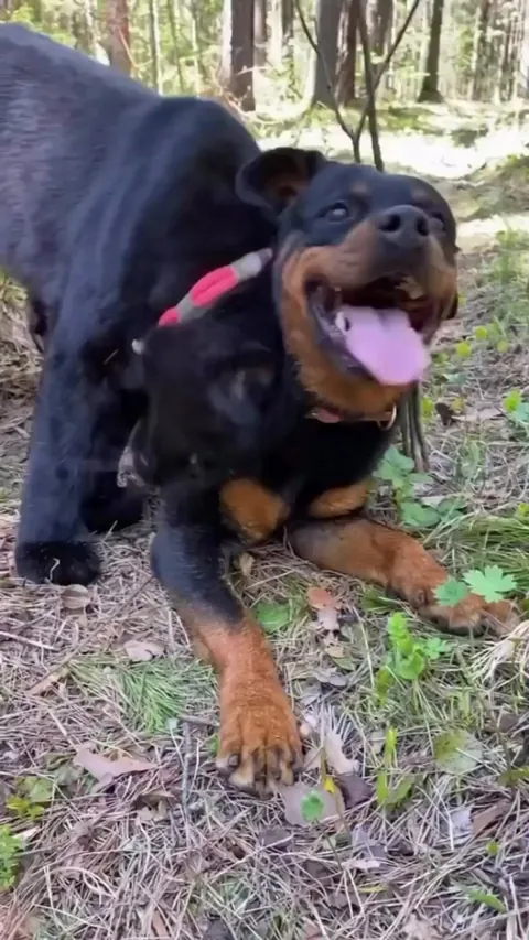 Luna, a black panther, was abandoned by her mother when she was just eight days old. Fortunately, she was adopted by a woman who also had a rottweiler