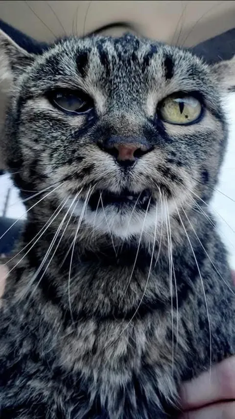 Last night I had to say goodbye to my 23 year old baby, Nutmeg