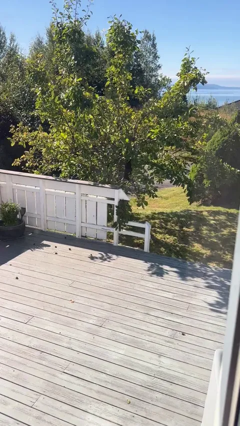 Cheeky European pine marten stealing plums from my garden in Norway