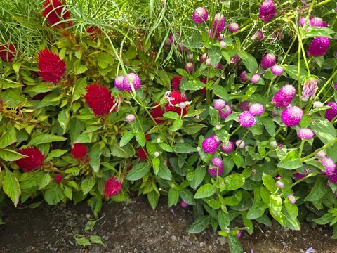 Late summer in the garden