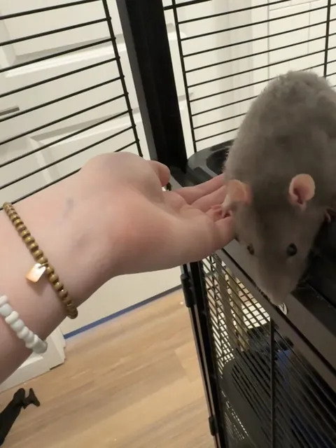 My shy guy Mr. Noodle is finally warming up to me :)