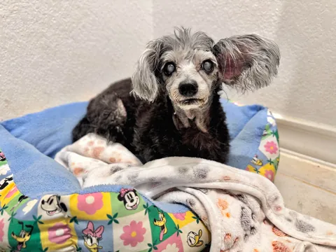 New foster Gnocchi would love to hear your best joke.