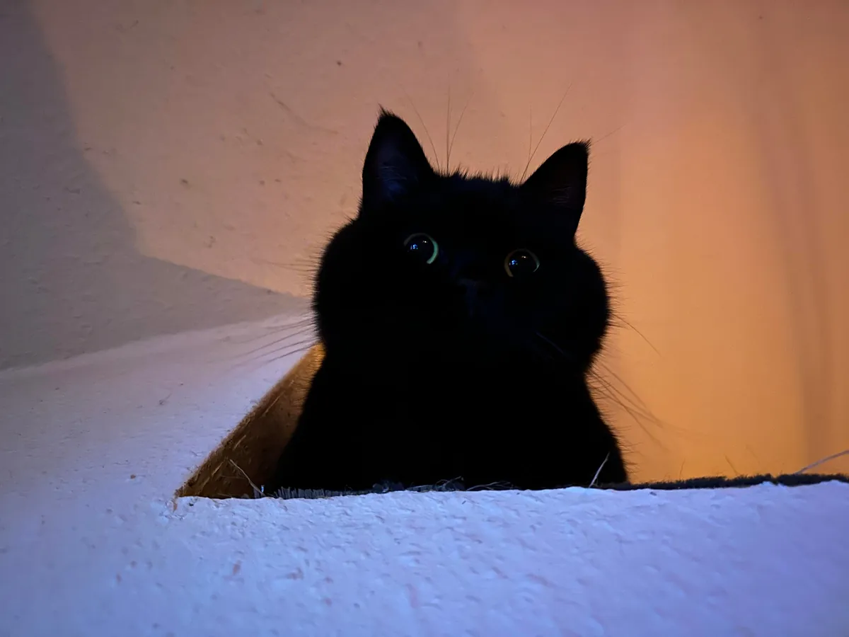 This little goober turned 4 years old today. He’s one of the most expressive cats I have seen.