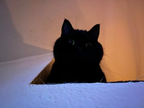 This little goober turned 4 years old today. He’s one of the most expressive cats I have seen.