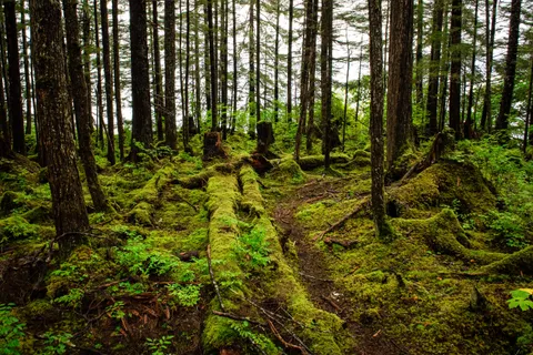 Temperate rainforest of Hoonah, Alaska [5250x3505] [OC]