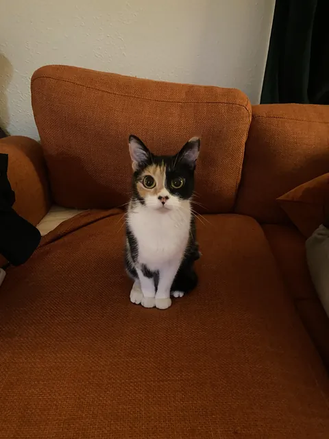 Brand new Lint after her spay