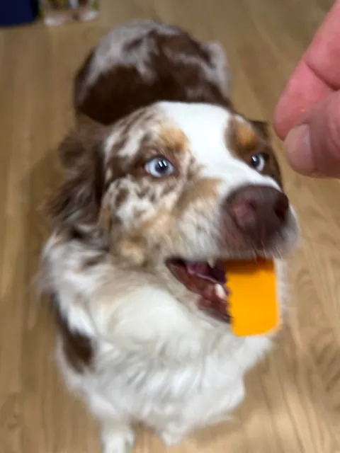 [homemade] sub sandwich.