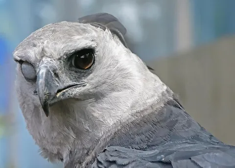 This Harpy Eagle is without a doubt one of the super-villains of the animal kingdom.