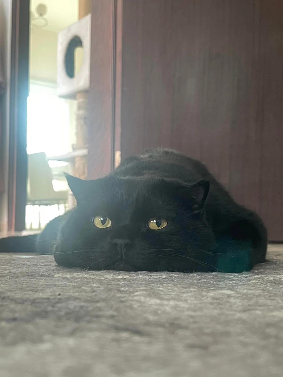 He melts to the ground