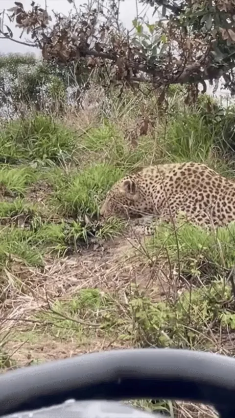 The perfect ambush predator. Leopard grabs warthog exiting its burrow