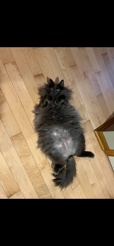 Send me photos of your cats please