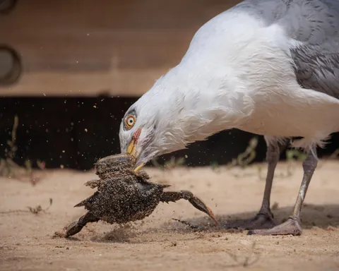Duel between a Gull and a crab defending her eggs.