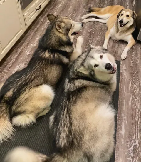 Apparently, I was intruding on a very important meeting happening in my kitchen.